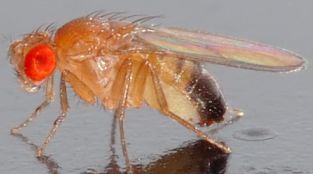 Pesty fruit flies are loved by geneticists!!