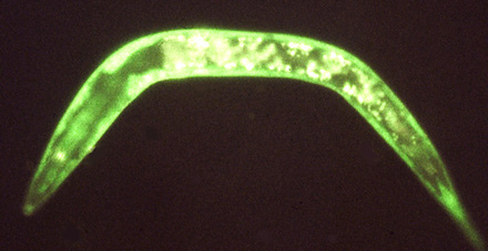 GFP-tagged C.elegans