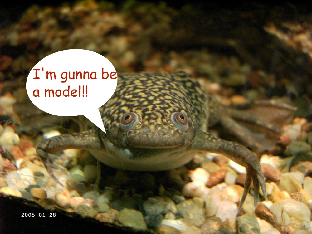 Xenopus...ribbet ribbet